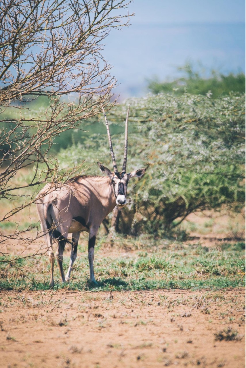 Beisa oryx in Afar dry-country habitat