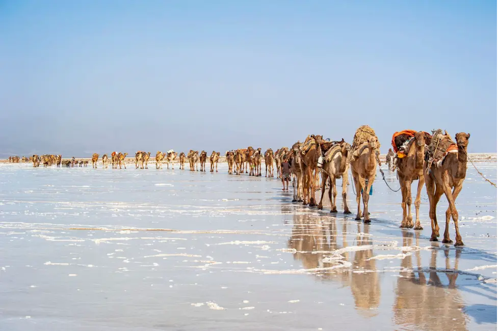 Camel caravan crossing the Danakil salt flats