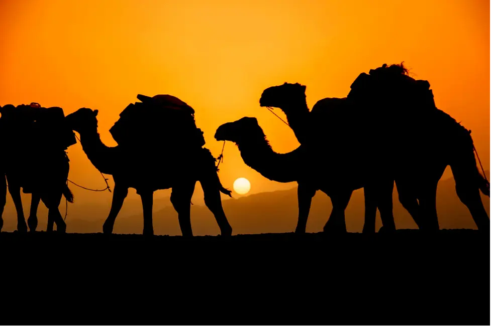 Camel caravan silhouetted against an Afar sunset