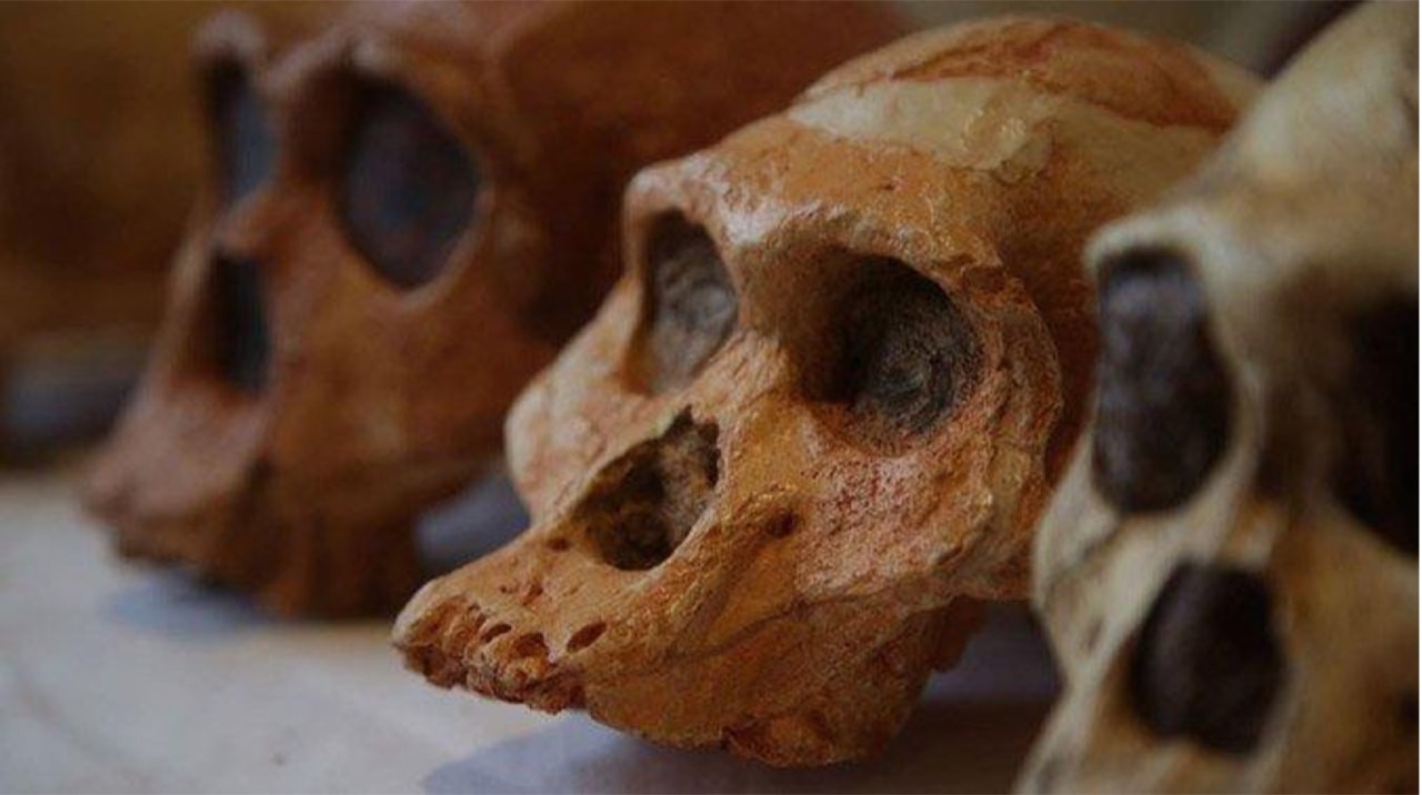 Hominin skull reconstructions for scientific interpretation